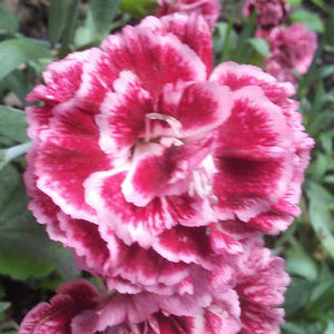 Meet your Posher, Coco